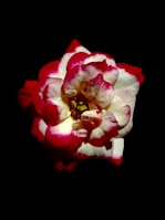 A simple flower with bold petals perfect for young artists.