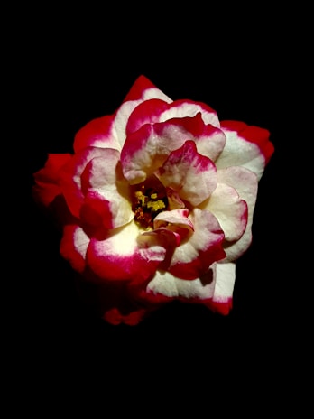 A cheerful cartoon-style flower with big smiling petals on a black background.