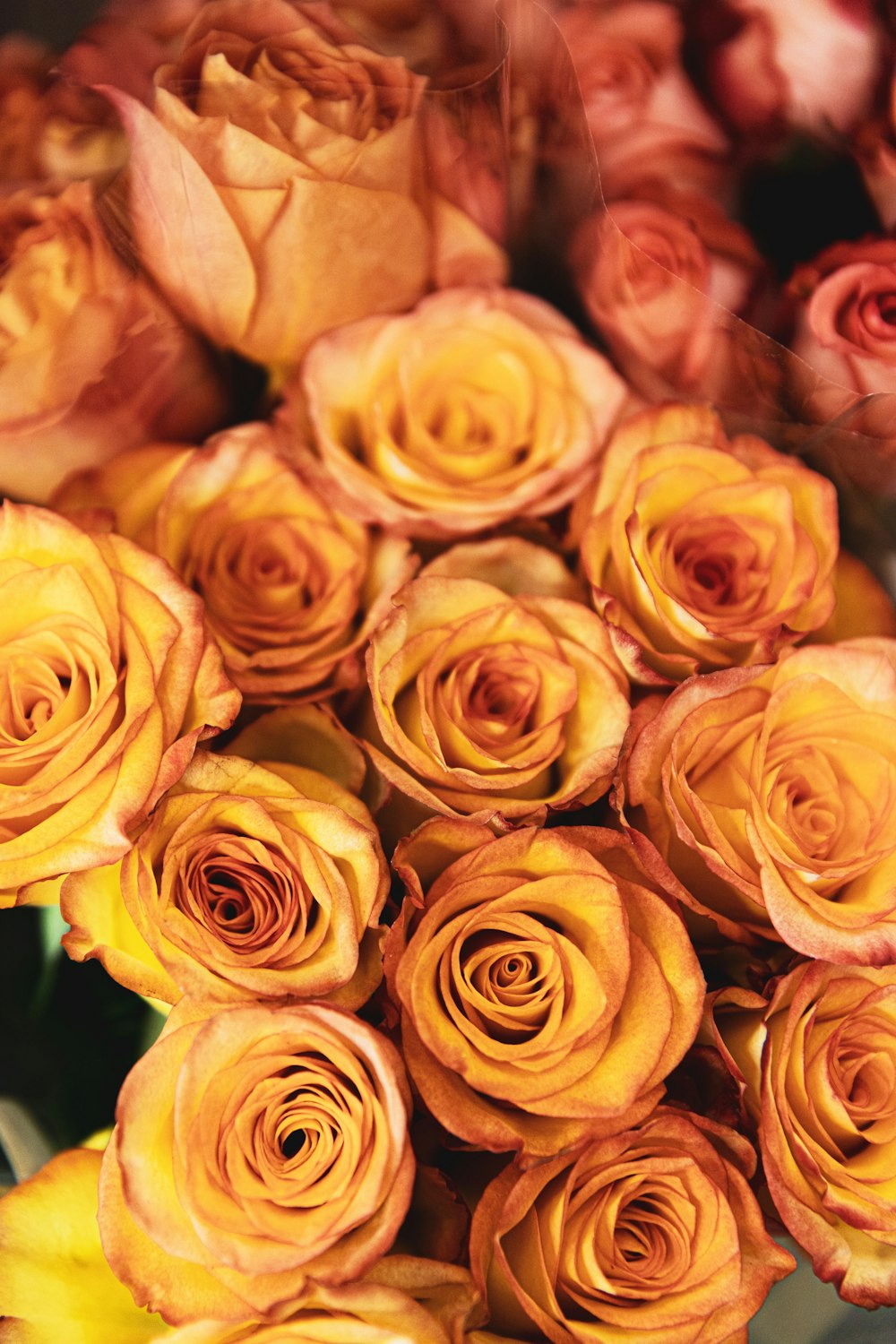 pink roses in close up photography