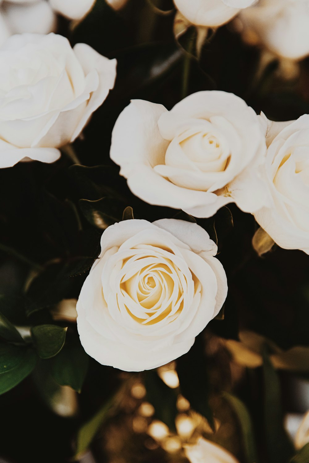 white rose in bloom during daytime