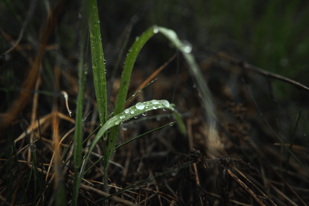 green plant on brown soil