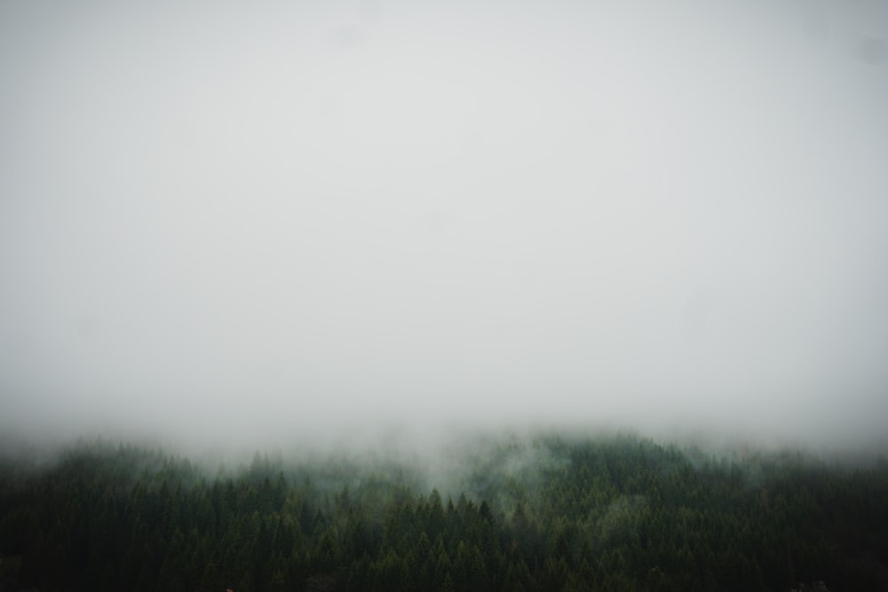 green grass field covered with fog