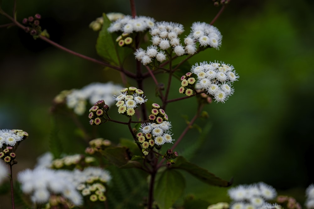 white and purple flowers in tilt shift lens