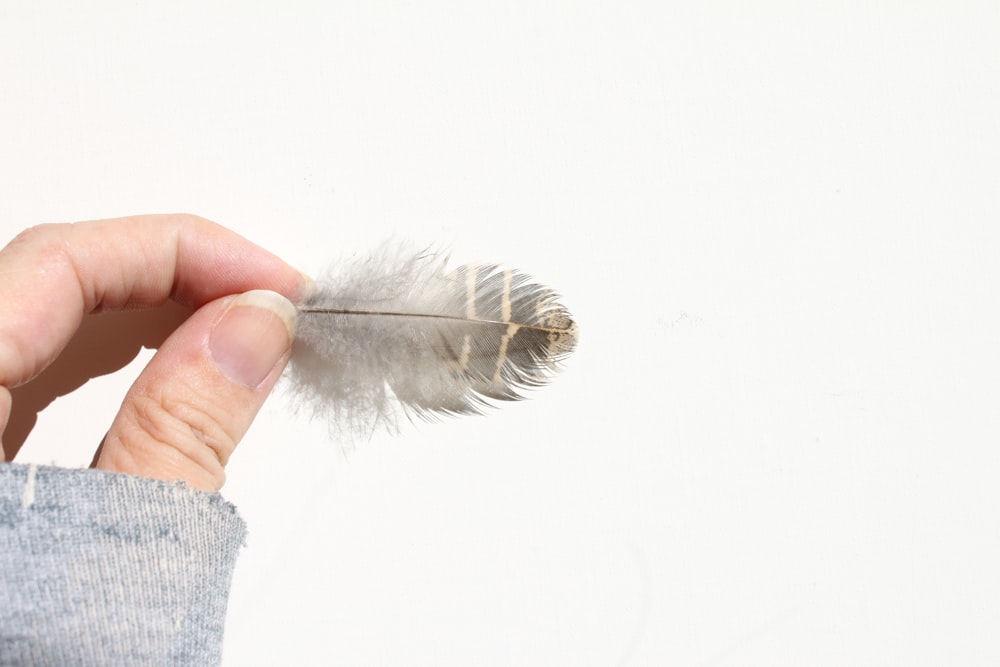 person holding white and brown feather