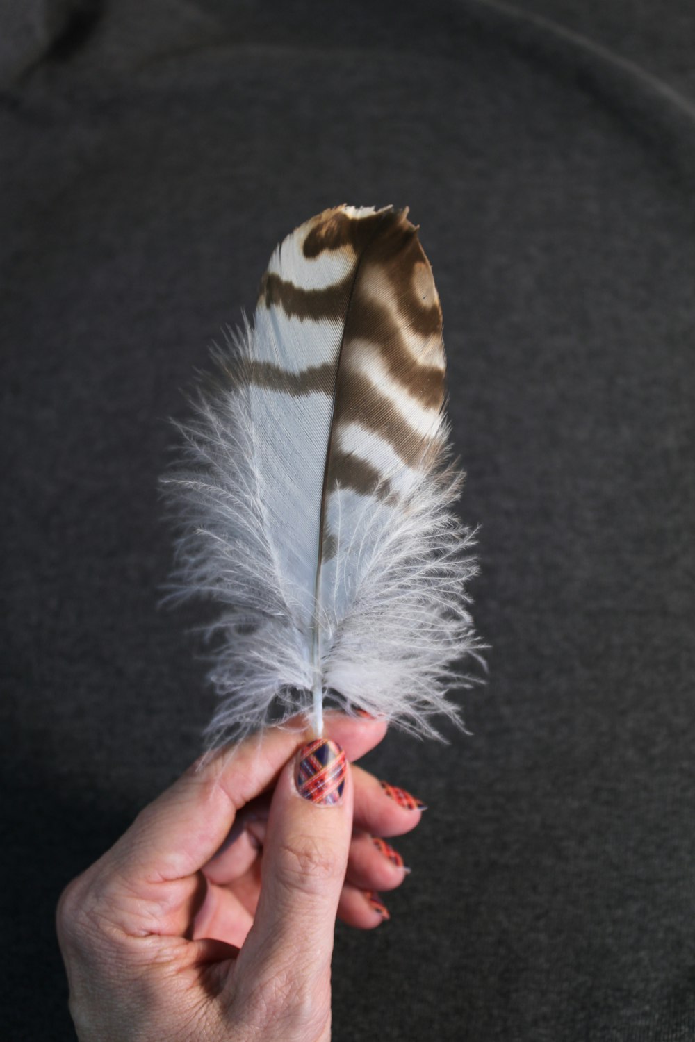white and brown feather on black textile