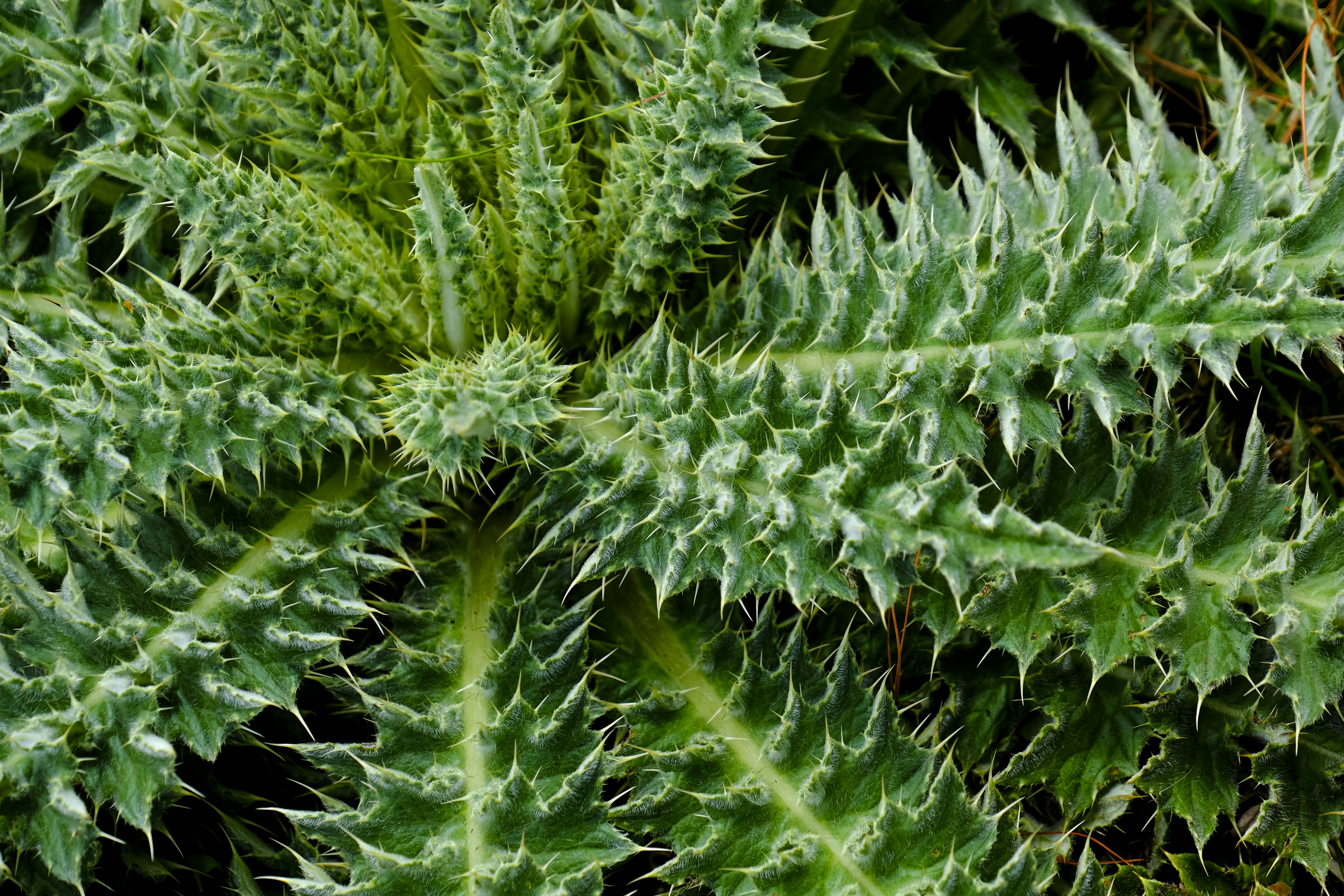 Photo by shishiraprasad6