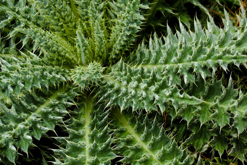 green plant in close up photography