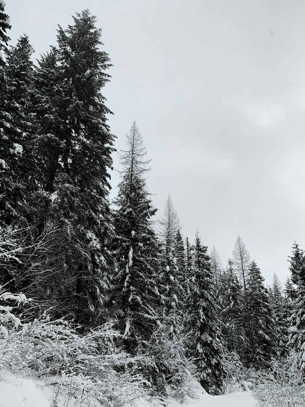 green pine trees covered with snow