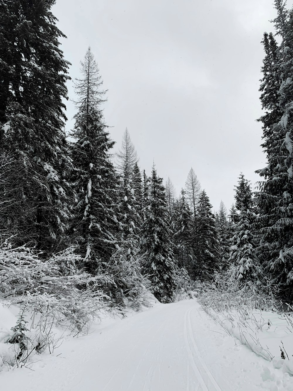 日中の曇り空の下、雪に覆われた松の木