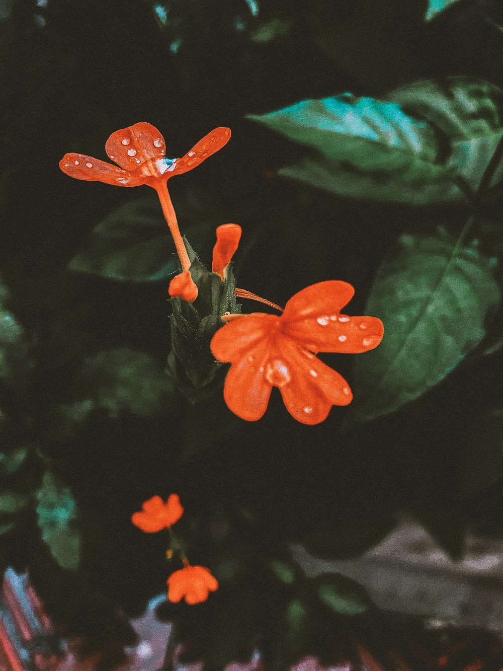 Flor roja de 5 pétalos en fotografía de primer plano