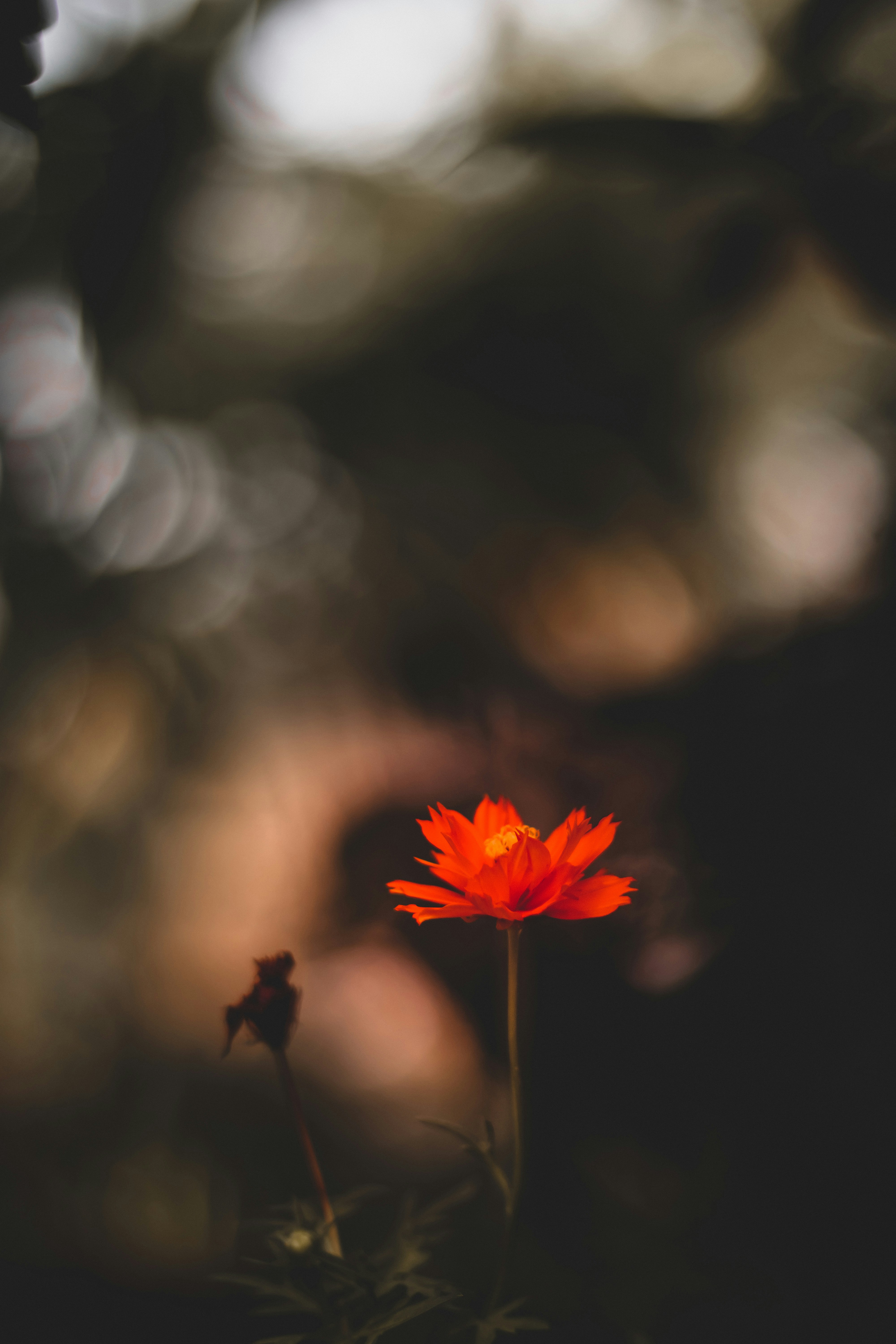 Photo by lazyartistgallery