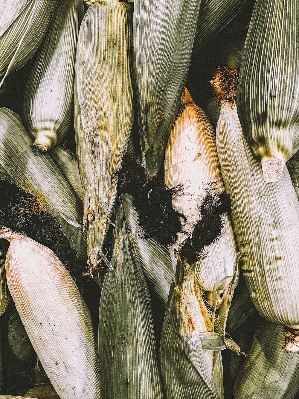 yellow corn field during daytime