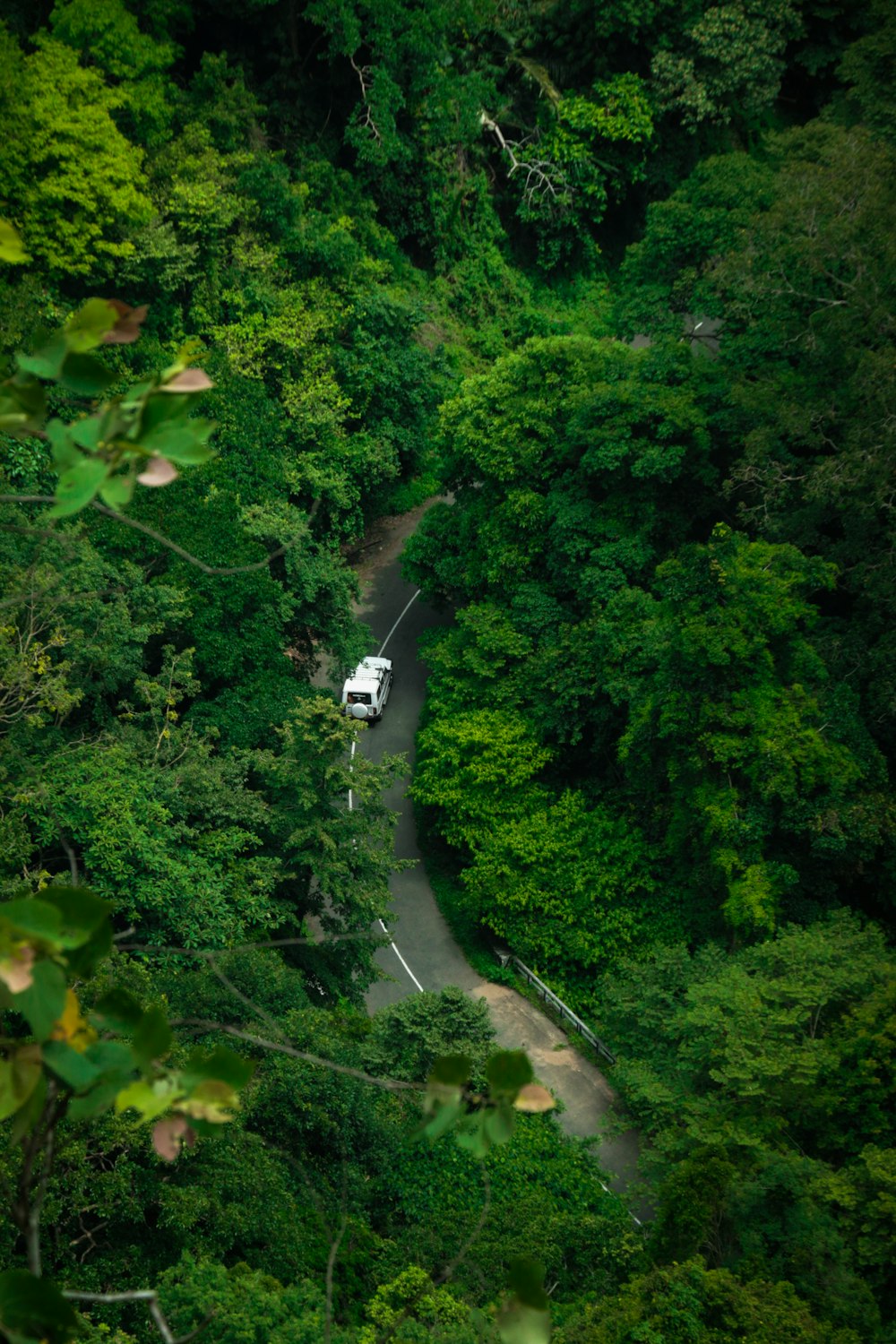 carros na estrada entre árvores durante o dia