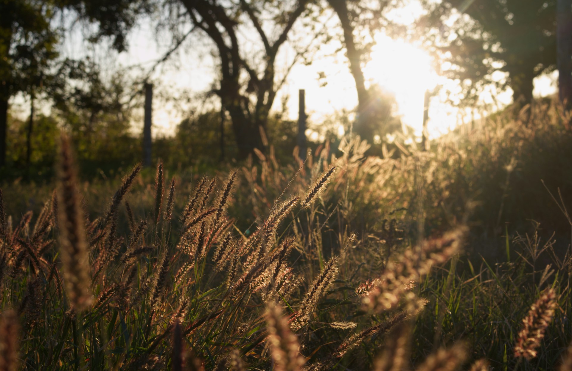 brown grass field during daytime