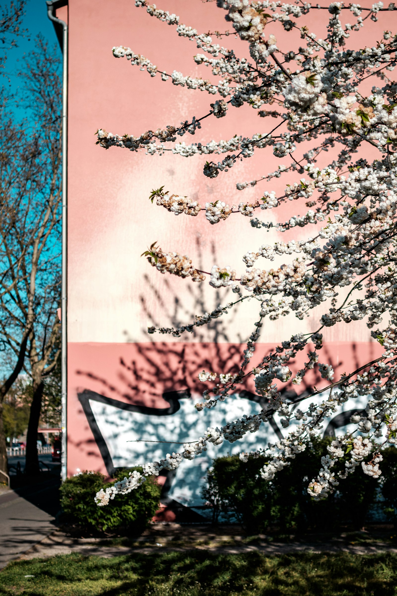 Pentax smc DA 35mm F2.4 AL sample photo. Brown and white tree photography