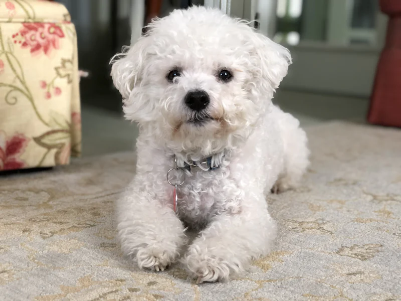 Halı üzerinde yatan küçük beyaz kıvırcık tüylü Fino tipi köpek