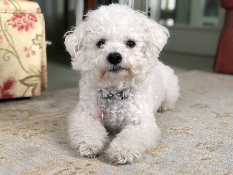 Bichon Frise Care Guide: Grooming, Health and Happy Living