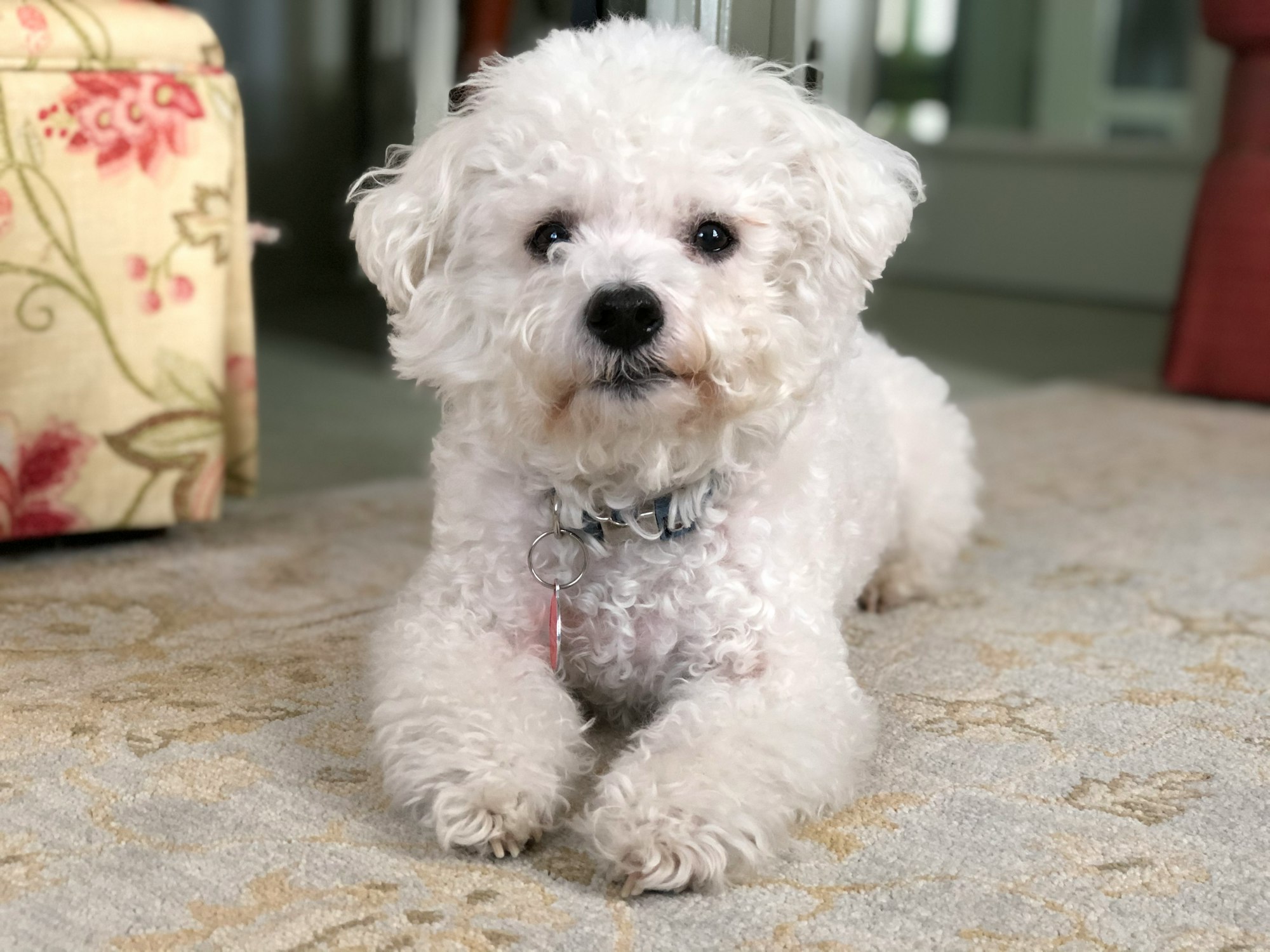 white Bichon Frise puppy on brown textile