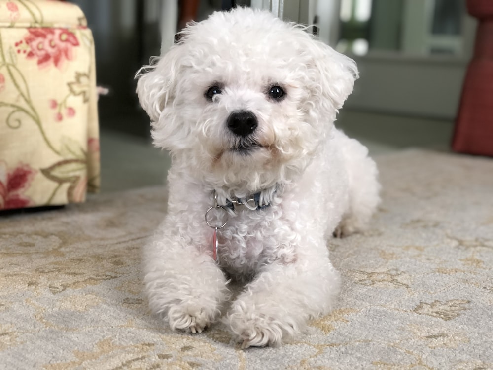 cachorro de caniche blanco en textil marrón