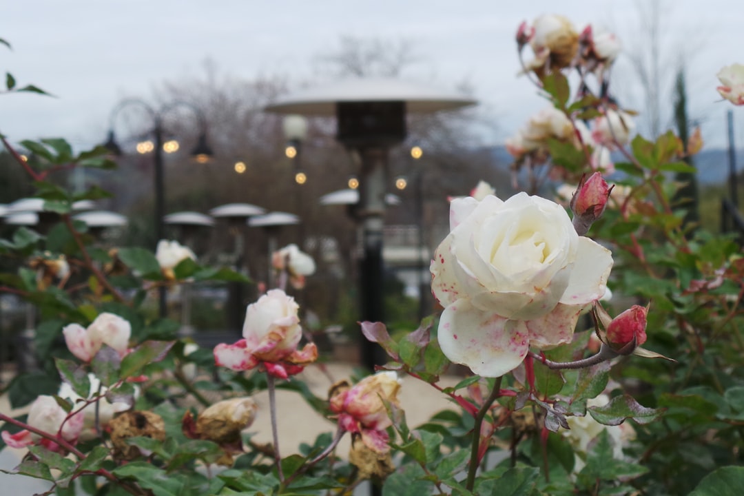 white and red roses in bloom during daytime