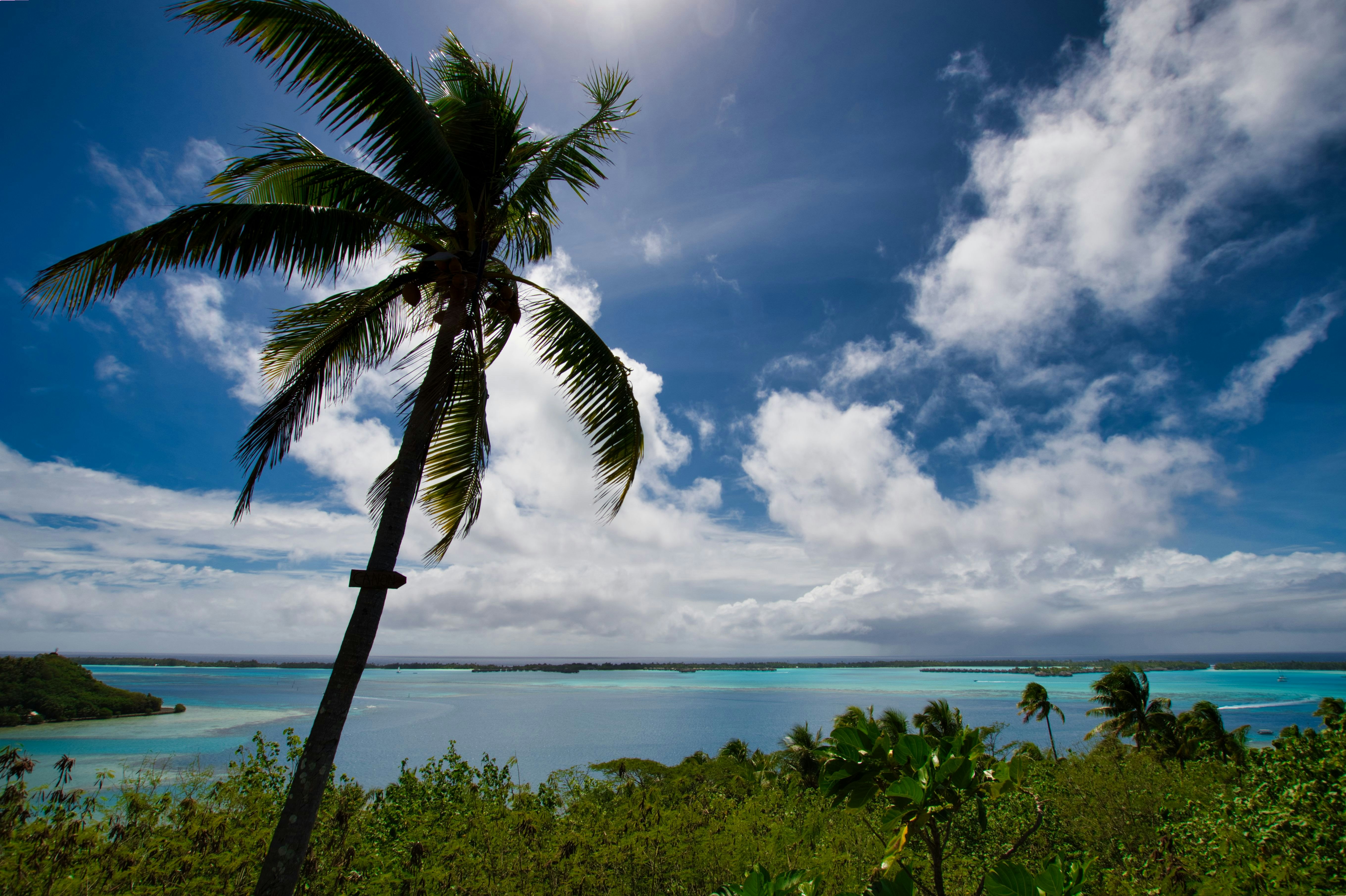 green palm tree near sea under blue sky and white clouds during daytime