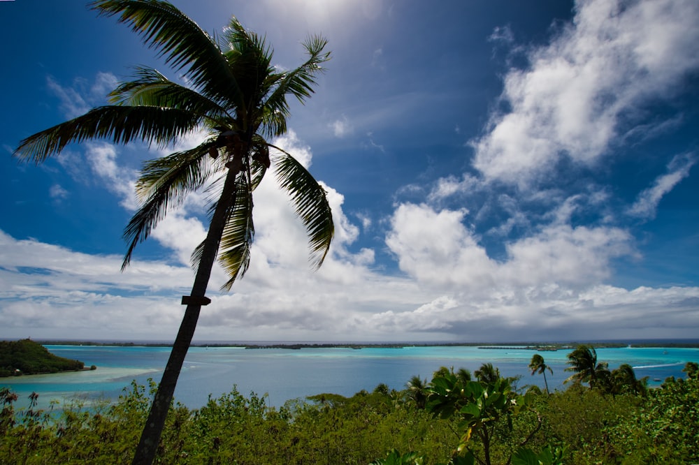 green palm tree near sea under blue sky and white clouds during daytime