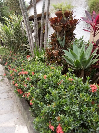 A lush garden with a variety of tropical plants, ferns, succulents, and small red flowers. There are palm trees extending upwards beside a white stucco wall. Clay pots hold additional plants, and the walkway is made of stone slabs.