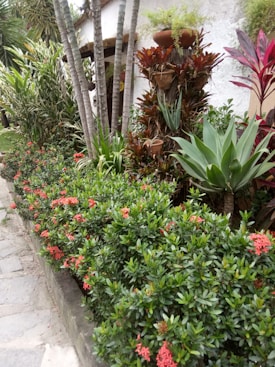 A lush garden with a variety of tropical plants, ferns, succulents, and small red flowers. There are palm trees extending upwards beside a white stucco wall. Clay pots hold additional plants, and the walkway is made of stone slabs.