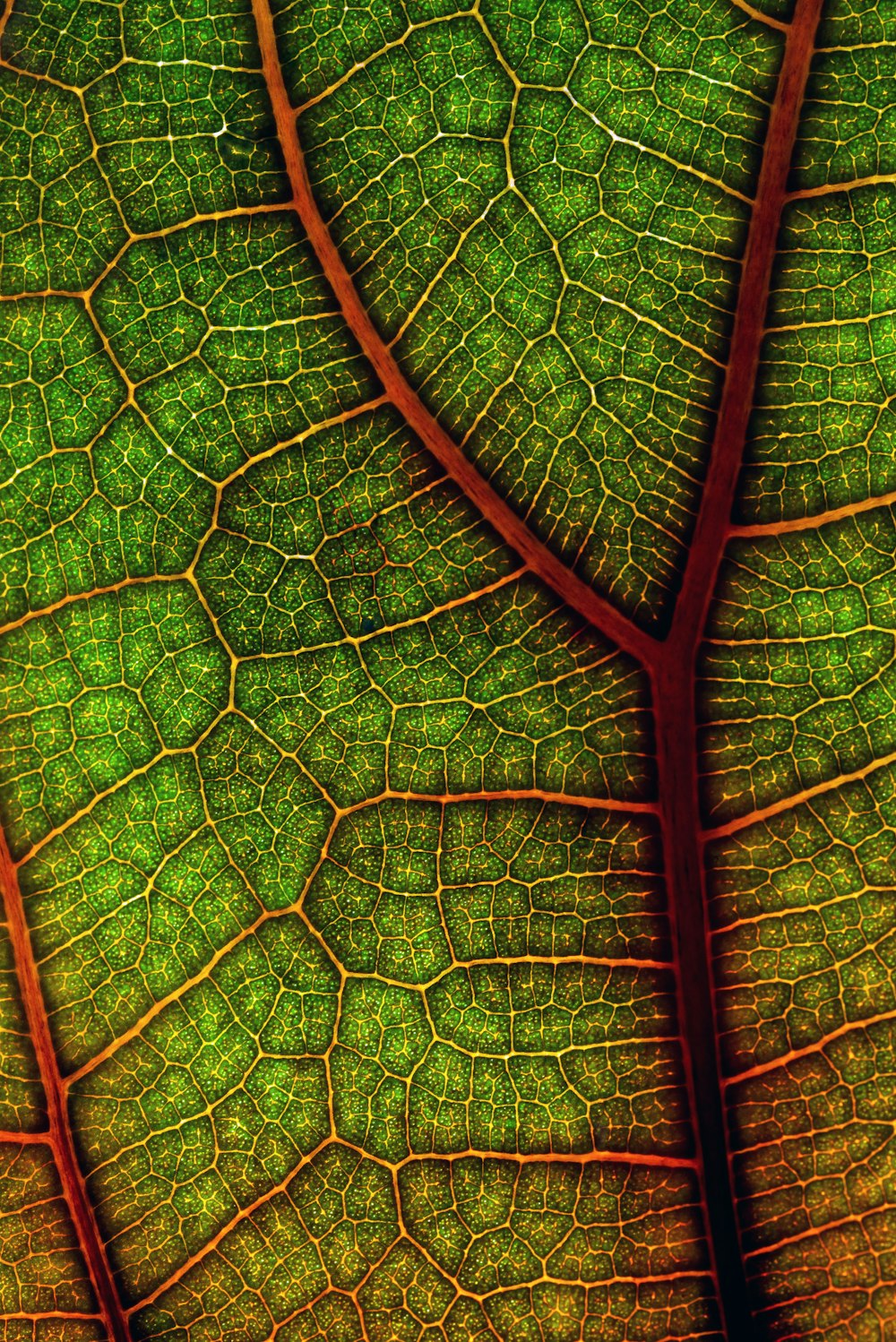 green leaf in close up photography