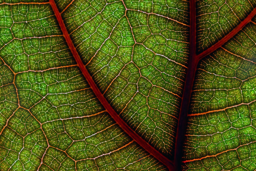 brown wooden frame with green leaf