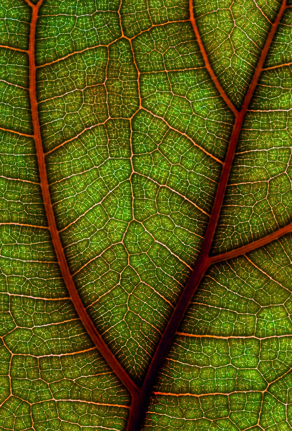 green leaf with water droplets