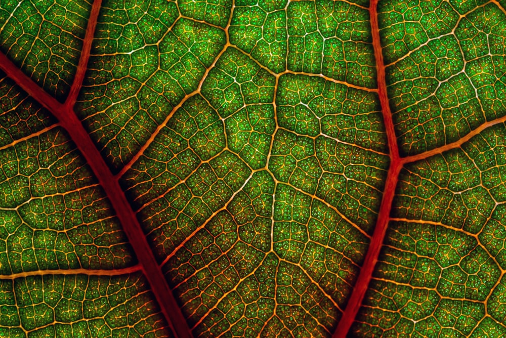 Hoja verde en la fotografía de primer plano