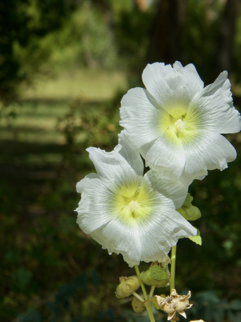 white flower in tilt shift lens