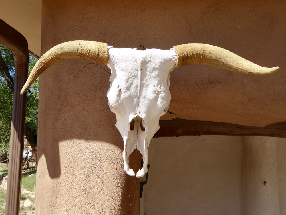 茶色の壁の白い動物の頭蓋骨