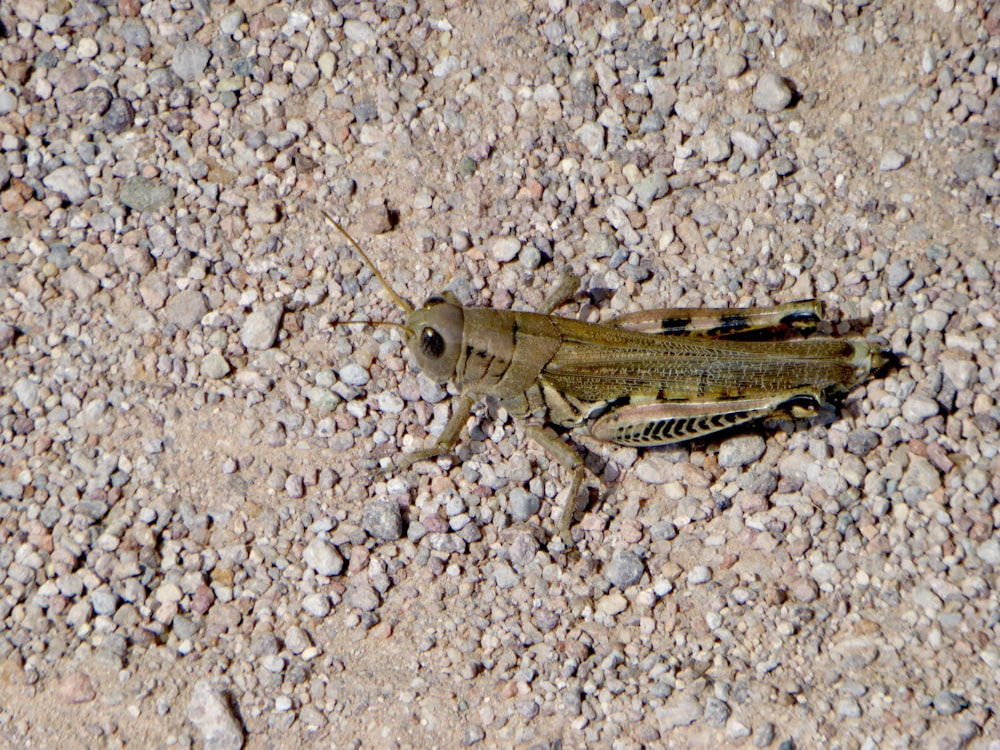 Saltamontes verde sobre superficie de mármol blanco y marrón