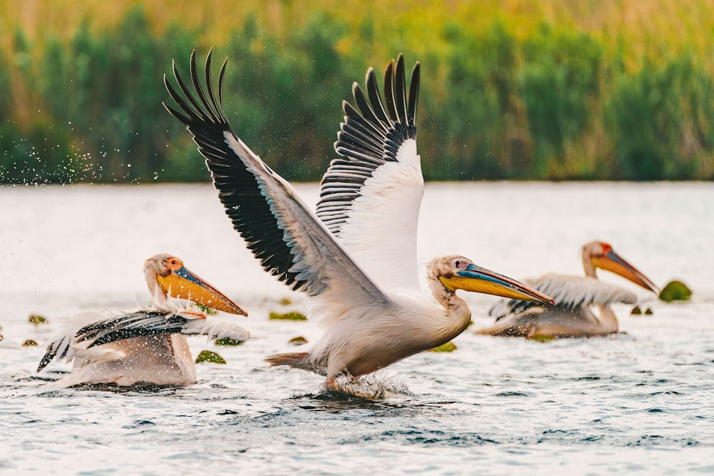 white pelican on water during daytime