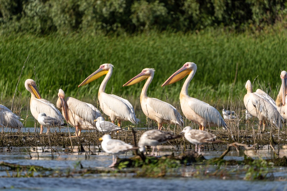 flock of pelicans on water during daytime