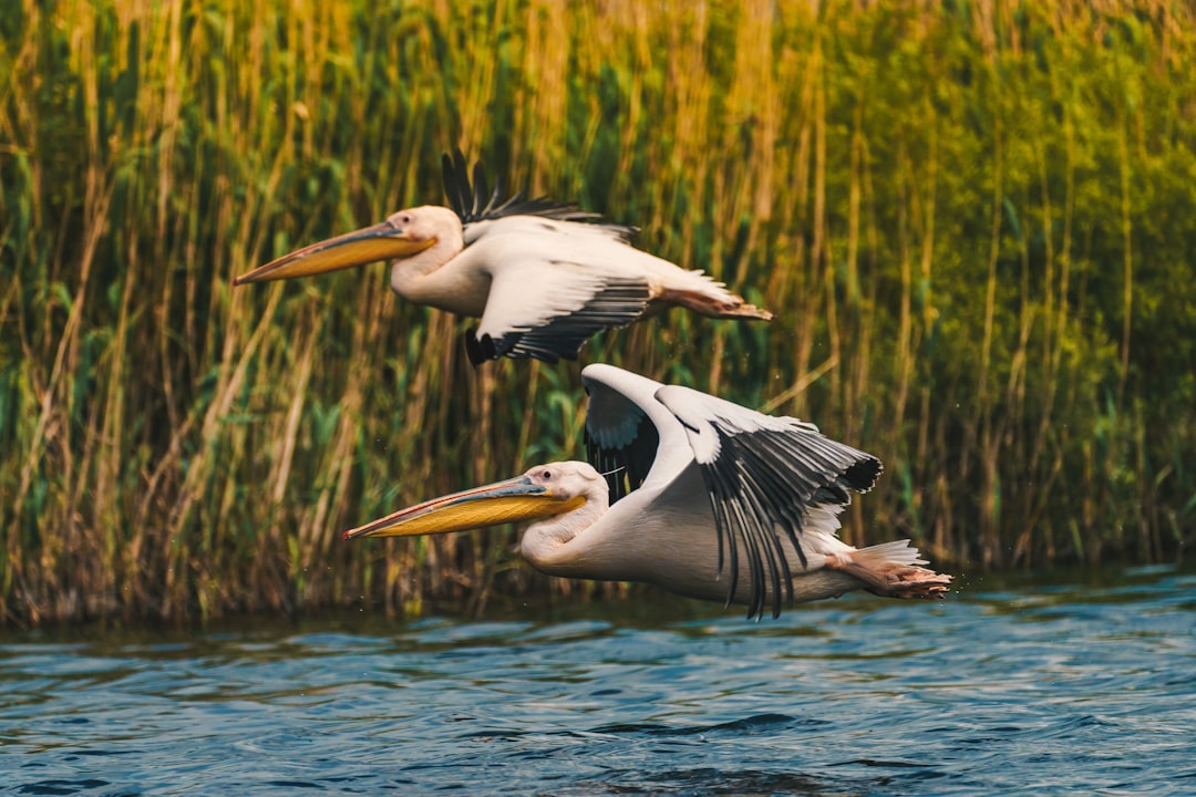 travelers stories about Wildlife in Mila 23, Romania