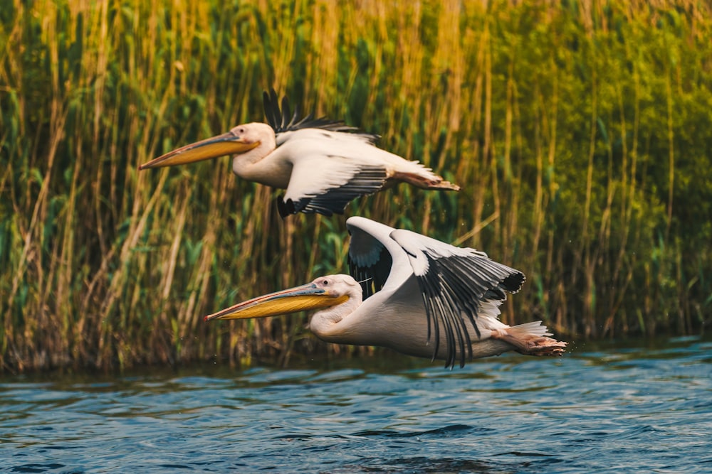 white pelican on water during daytime