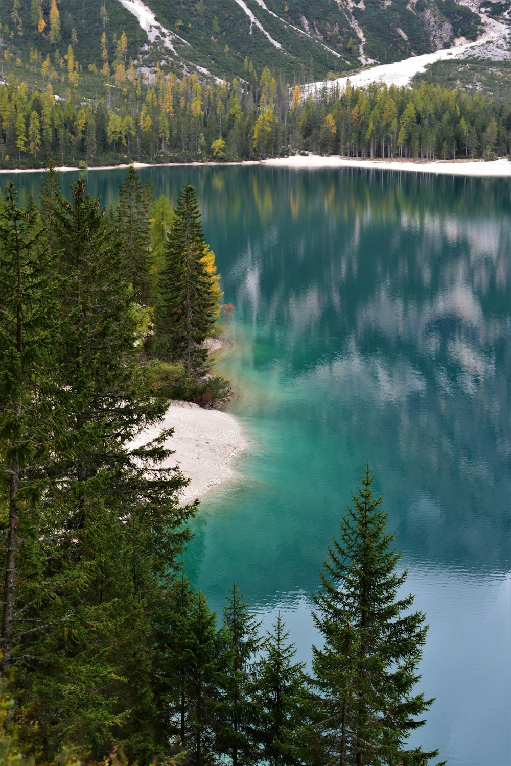 Pinos verdes junto al lago azul durante el día