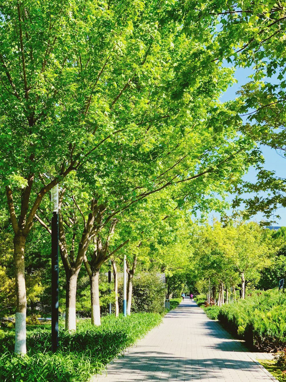 green trees on green grass field during daytime