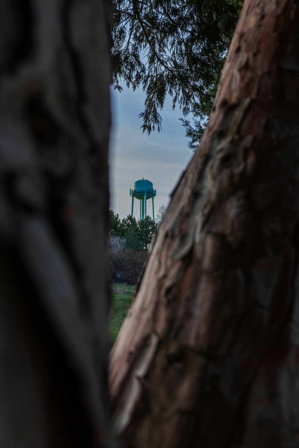 blue and green bird on brown tree trunk