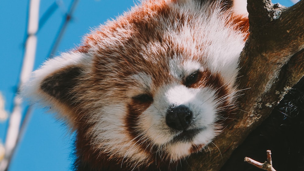 red and white animal plush toy