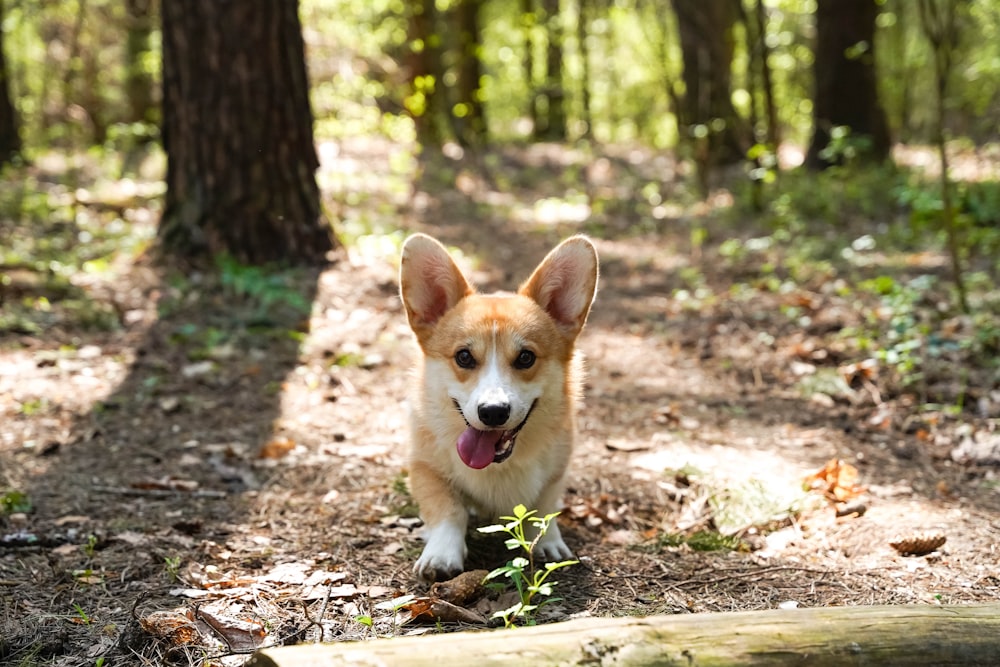 brown and white corgi puppy on forest during daytime