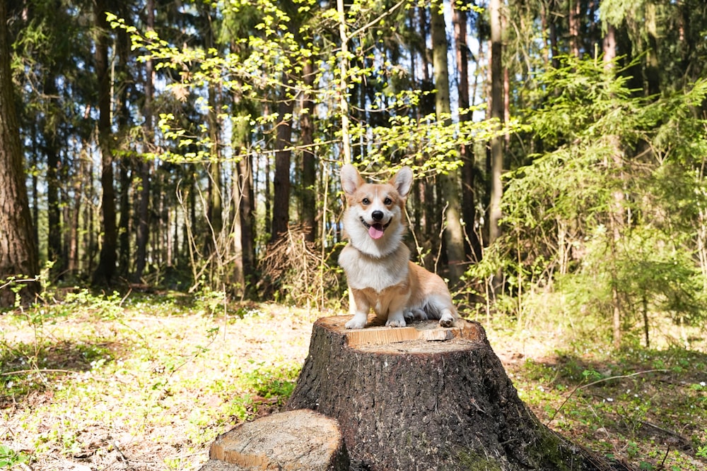 a dog sitting on top of a tree stump in the woods
