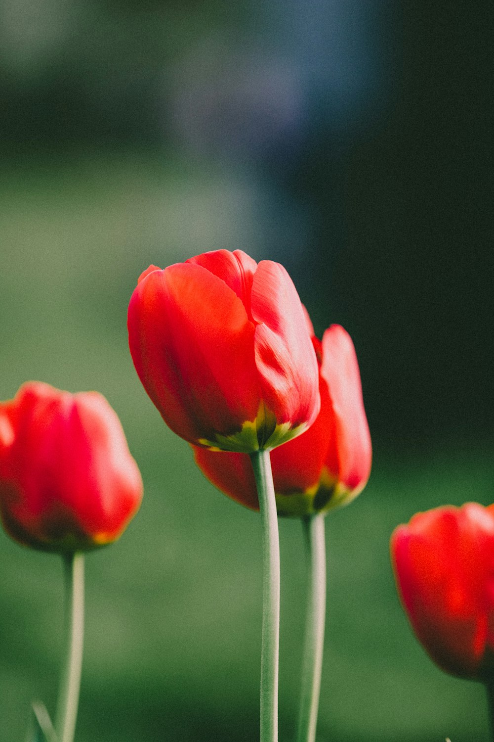 red tulips in bloom during daytime