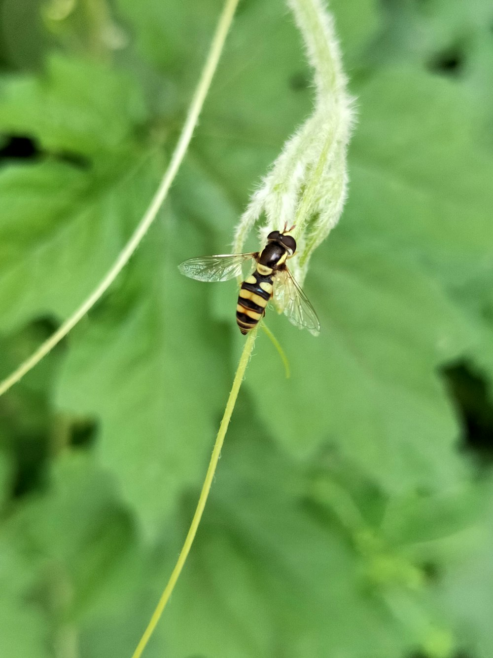 black and yellow bee on green leaf