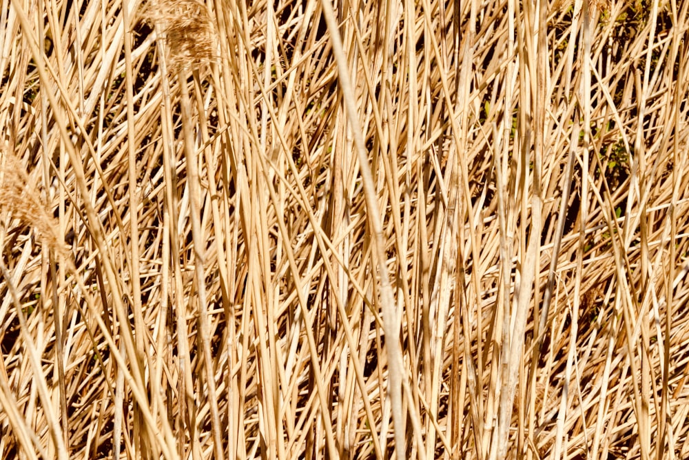 Brunisson du champ de blé pendant la journée