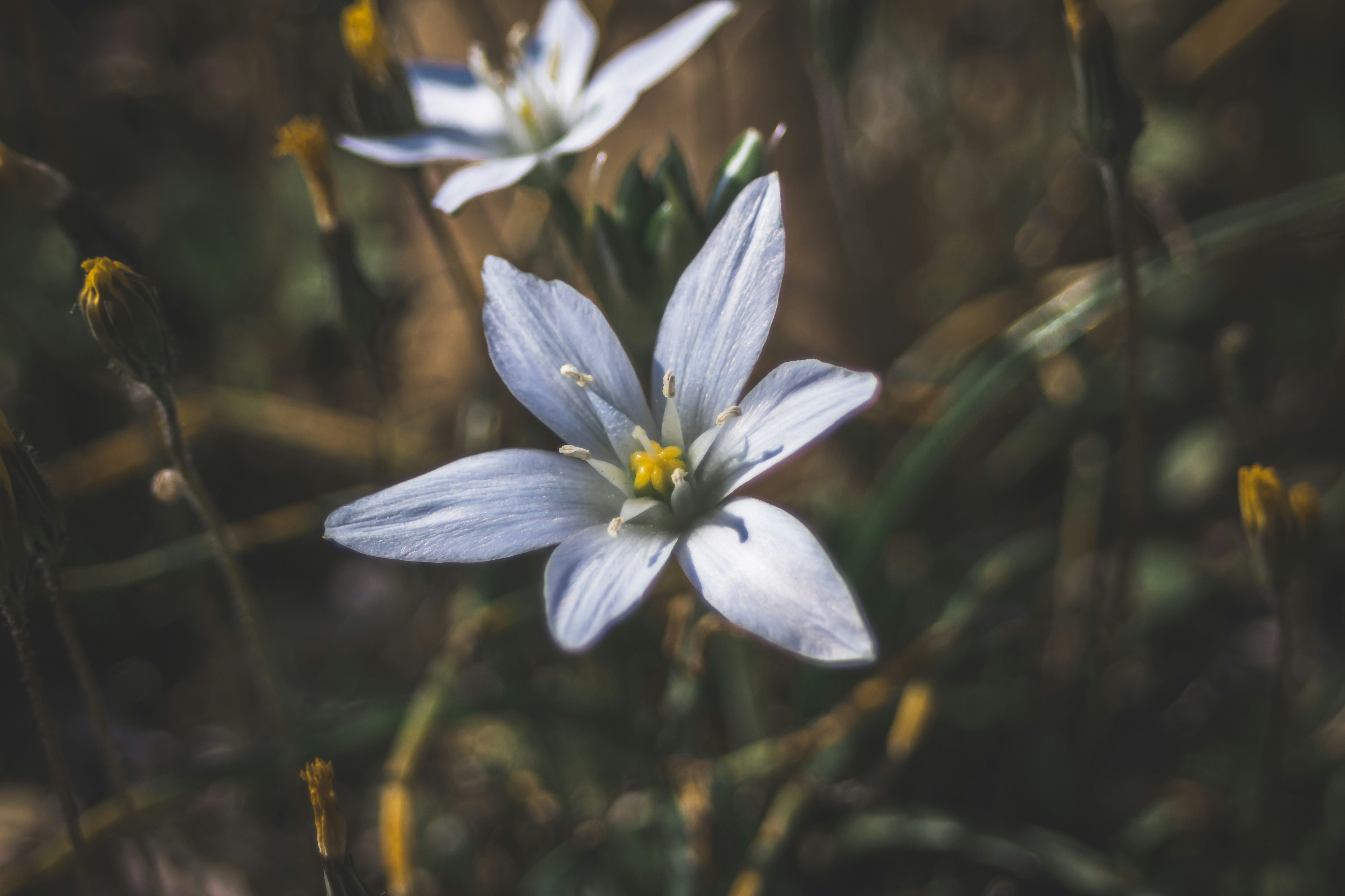 Photo by lucadiscenza