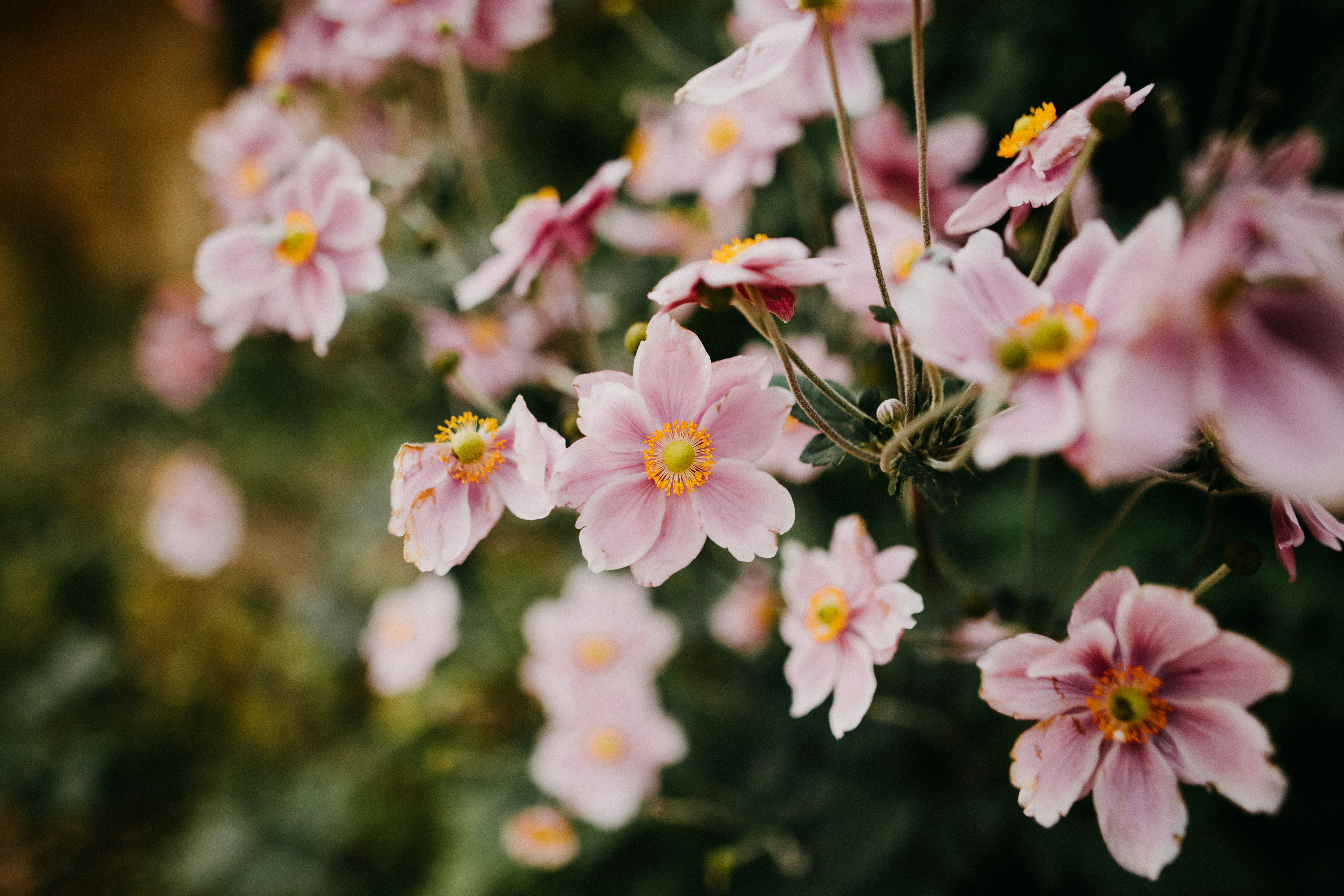 pink and white flowers in tilt shift lens